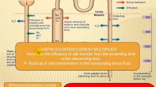 Water regulation in the kidney [upl. by Eiramnaej]