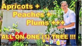 AtoZ GRAFTING TUTORIAL on ‘Approach Grafting’  Before amp Afters  Prunus amp Apple amp Fig [upl. by Yerok971]