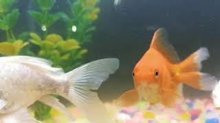 Fish slow motion movements [upl. by Denie]