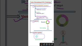 Tools of Recombinant DNA Technology  Biotechnology class 12 [upl. by Eilliw934]