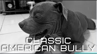 Classic American Bully [upl. by Brackett]