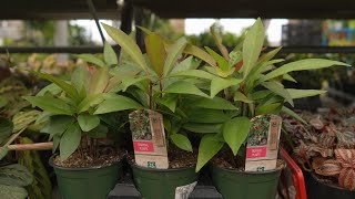 Ardisia  greengate Garden Centres [upl. by Reizarf]