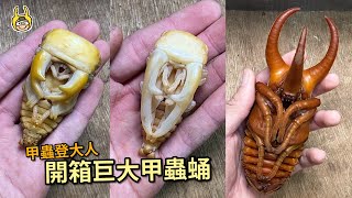 【飼育屋】開挖三種熱門甲蟲！蛹室開天窗，南洋大兜蟲又更加突破囉！巨顎叉角鍬形蟲｜安達祐實大鍬形蟲 [upl. by Bolme887]