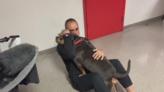 Stolen emotional support dog reunited with its owner [upl. by Ybbor]