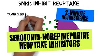 2Minute Neuroscience SerotoninNorepinephrine Reuptake Inhibitors SNRIs [upl. by Atinet]