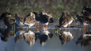 Selected moments of our birding tours in Eastern Europe and Ethiopia [upl. by Souvaine]