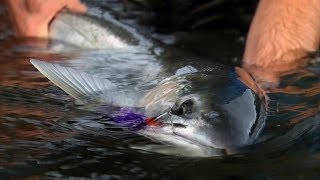 WINTER RUN by Todd Moen  Pacific Northwest Winter Steelhead Fly Fishing [upl. by Adihahs]