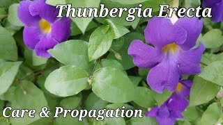 How to care amp propagate Thunbergia ErectaKings mantle Neelkantha plant  Premas Garden [upl. by Lurette848]