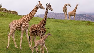 Welcome to the San Diego Zoo Safari Park [upl. by Streetman]