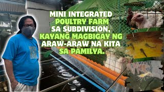 Mini Integrated Poultry Farm sa Subdivision Kayang Magbigay ng ArawAraw na Kita sa Pamilya [upl. by Gipson]