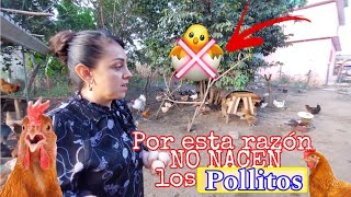 🔴Esta vez nos toco perder🥺😭  Por que NO NACEN los HUEVOS que pusiste a INCUBAR❓️ [upl. by Acilef10]