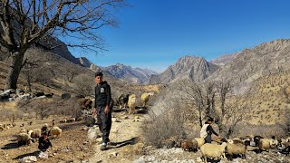 Nomadic Life A Nomadic Family’s Journey to the Mountains  Daily Adventures of Nomads ⛰️🐑 [upl. by Brodench158]