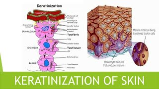 Keratinization of skin [upl. by Delorenzo]