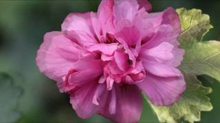 Hibiscus syriacus  Most beautiful 24 varieties [upl. by Yenoh]