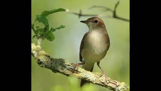 NIGHTINGALE SONG 3 hours REALTIME 2022 Beautiful Nightingale Singing BirdsongNature sounds [upl. by Aneerehs]