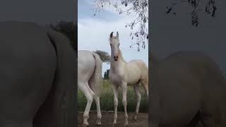 horse horselover horseriding horseracing indianhorse horserace trending horseing subscribe [upl. by Goddord]