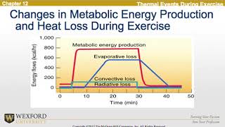 Thermoregulation During Exercise [upl. by Niawat12]