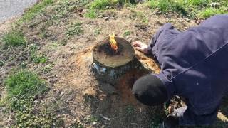 The most amazing way to remove a stump E16 [upl. by Llenel]