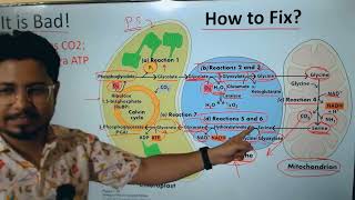 Photorespiration csir net  C2 cycle Photorespiration pathway [upl. by Atima]