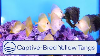 CaptiveBred Yellow Tangs [upl. by Atterrol]