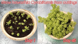 how to grow sedum japonicum from cuttings [upl. by Jacqui]