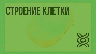 Строение клетки Видеоурок по биологии 5 класс [upl. by Akenn]