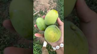 Tutorial melempar mangga [upl. by Alaikim]