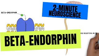 2Minute Neuroscience BetaEndorphin [upl. by Inajar716]