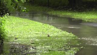 Hochwasser in Wolfenbüttel [upl. by Perlie]