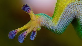 Biomimetic Materials Gecko Feet Adhesives [upl. by Serena]