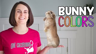 What Color is my Bunny Rabbit Color Guide [upl. by Ryley681]