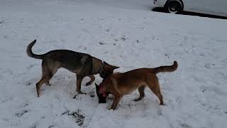 Malinois vs German Shepherd the DIFFERENCES [upl. by Hofstetter756]