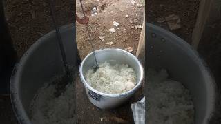 Bhandari ka jeera rice  Khila Khila chawal Kaise bante Hain [upl. by Balling159]