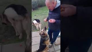 Dogs 1st time eating Frankfurters [upl. by Nary]