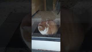 Domestic cat wants to go home  cat katzenfans cats catvideos [upl. by Kerry274]