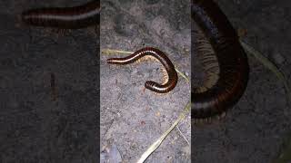 Funny Millipede Animal😱😲🥰 insects millipede cuteanimals centipede giantmillipedes [upl. by Rosie912]