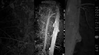 Trail camera wildlife trailcamactivity huntingequipment [upl. by Ecirbaf]