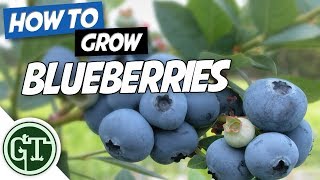 How to Grow Blueberries in Containers  Growing a Blueberry Bush Easily [upl. by Eiramrebma705]