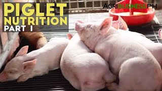 Piglet Nutrition Part 1  Importance of Piglet Nutrition  Agribusiness Philippines [upl. by Gordy]