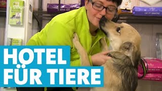 Im Tierhotel werden Hund und Katze verwöhnt [upl. by Budworth]