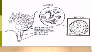 Udder anatomy and physiology  Presentatiion [upl. by Atinele]