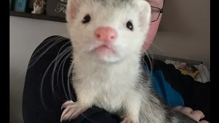 Dog amp Ferret are quotBestiesquot [upl. by Leonie825]