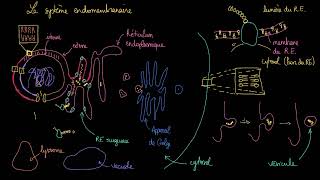 Le système endomembranaire [upl. by Mavilia710]