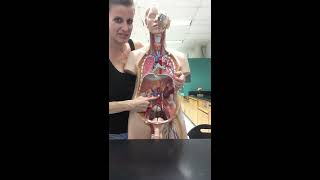 Blood Vessels Lab Part 1 Head and Neck [upl. by Fenner]