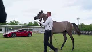 N 2 NOSTALGIA REGALIS Vesuvio Trophy 2024 International Show Yearling Fillies Class 1A [upl. by Ruckman865]