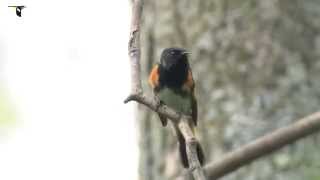 American Redstart [upl. by Yila]