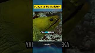 Belut listrik vs buaya‼️shorts faktamenarik buaya belutlistrik [upl. by Montano]