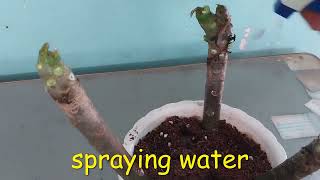 How to grow frangipani from cutting  How to propagate frangipani stem from cutting [upl. by Chee]