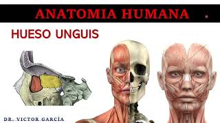 Hueso Unguis  Anatomía Humana en Odontología [upl. by Herta]