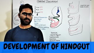 DEVELOPMENT OF HINDGUT  GIT EMBRYOLOGY 9 [upl. by Adniuqal]